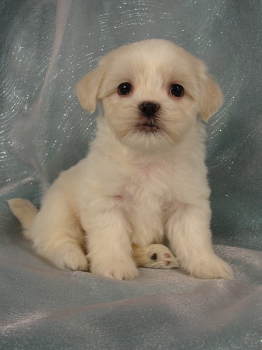 Male Lhasa Bichon Puppy for Sale #25 DOB 5-1-11